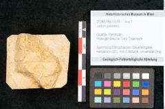Foto (Objekt + Etikett) von Ledum palustre L. (NHMW-GEO-2024-0188-11616)